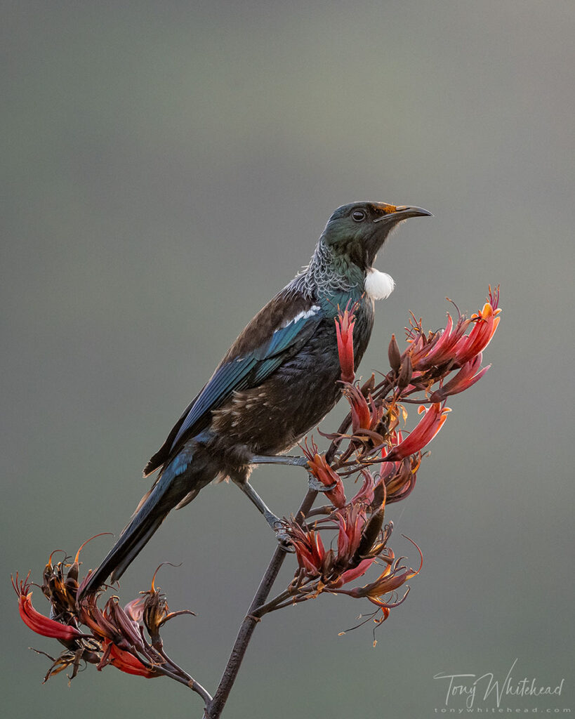 photo showing a Tui feeding in the flax/harakeke at Lake Okareka