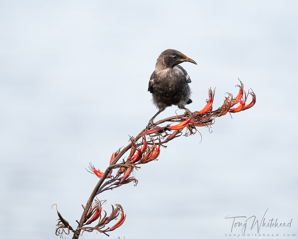 photo showing Tui fledgling exploring Flax flowers