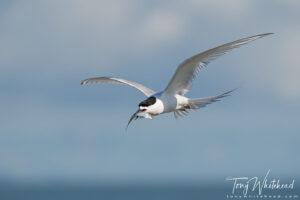 Te Puru Terns