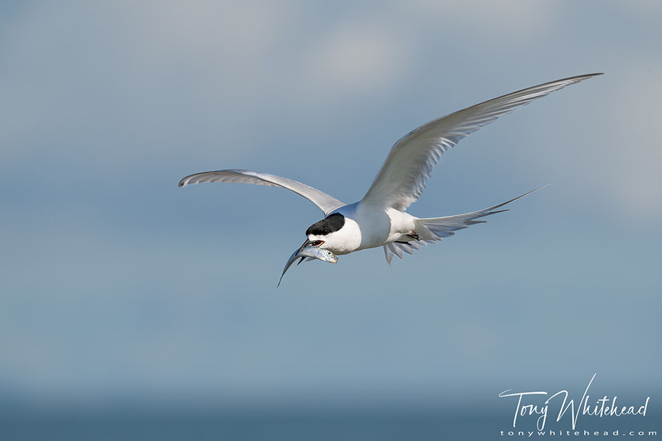 Te Puru Terns