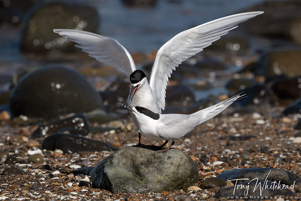 Te Puru Terns 2