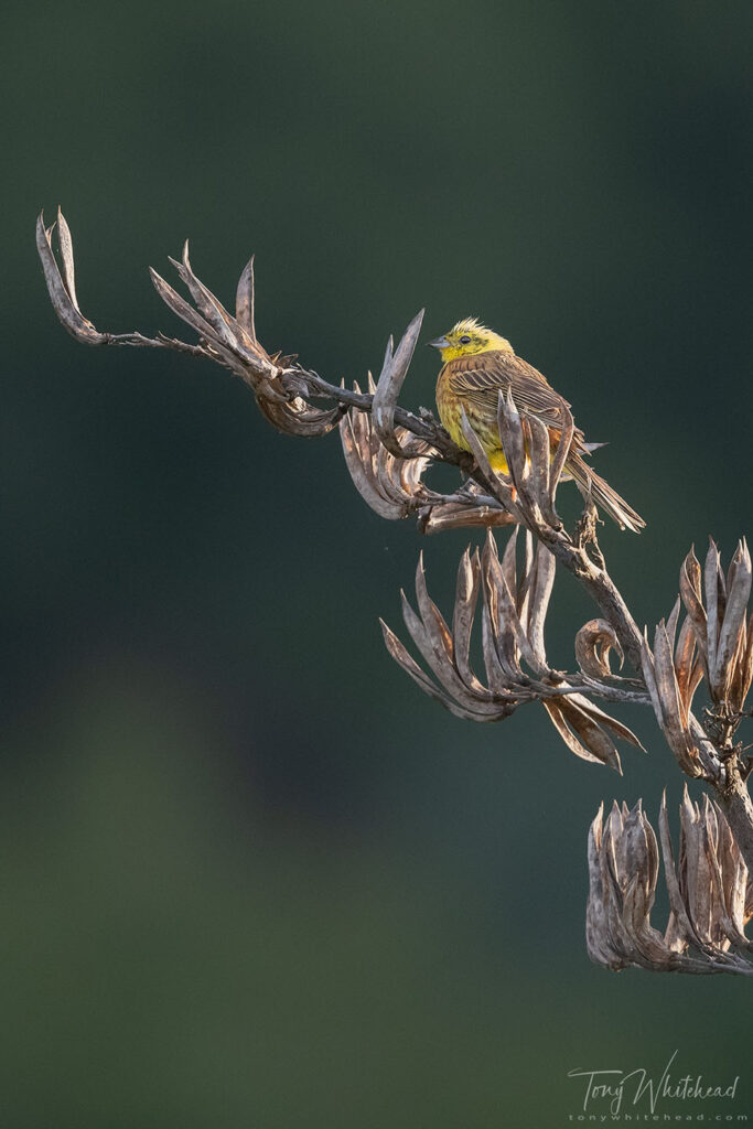 Photo of a Yellowhammer