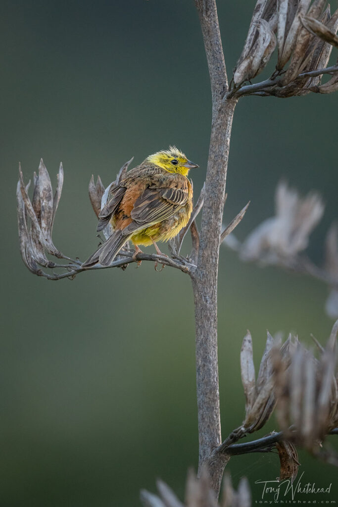 Photo of a Yellowhammer
