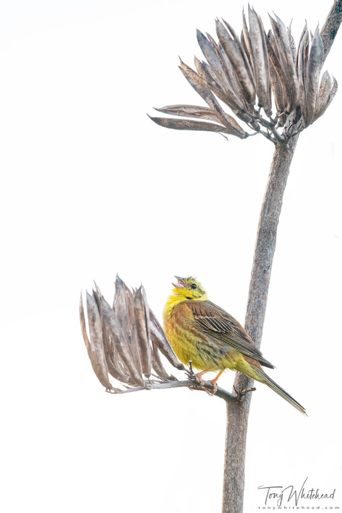Photo of a Yellowhammer calling.