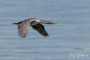 Hauraki Gulf Spotted Shags