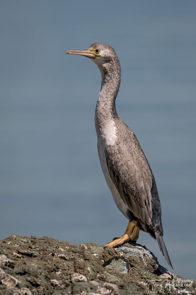 Photo of Spotted Shag (Stictocarbo punctatus)