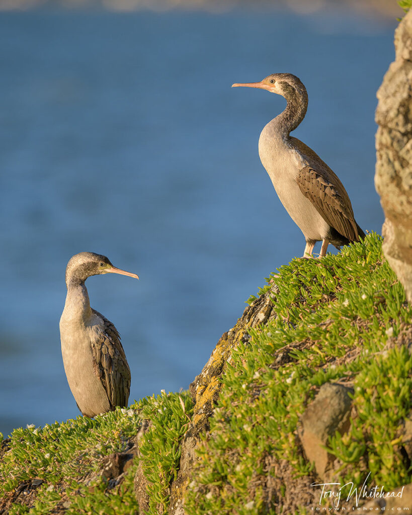 Photo of 2 Hauraki Gulf Spotted Shags