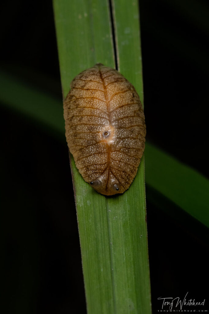 photo of a Leaf-veined Slug