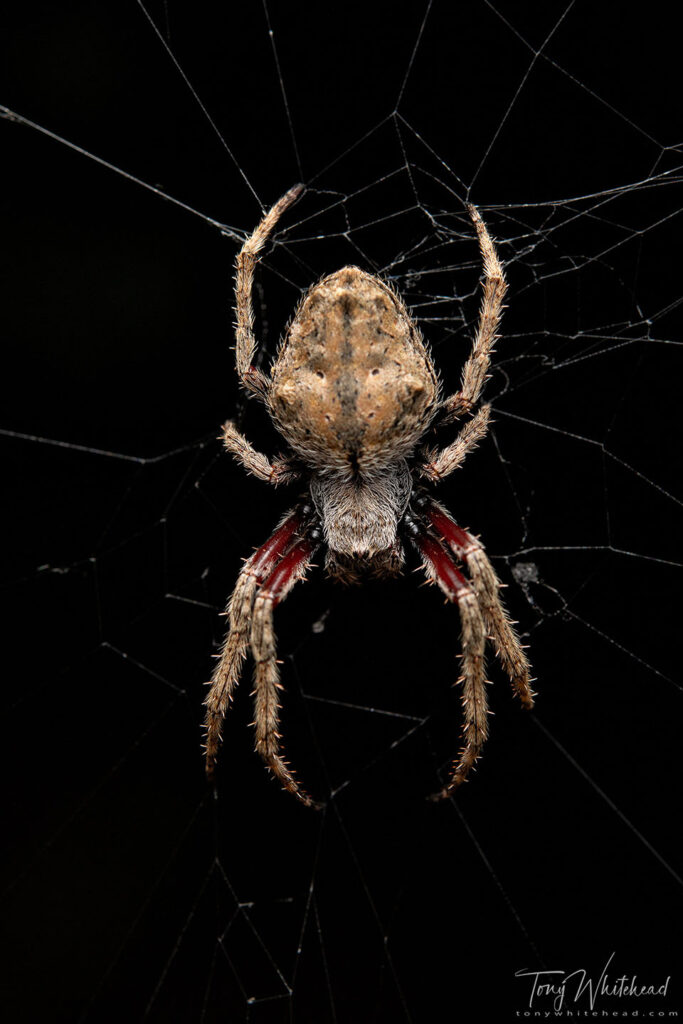 Photo of a Garden orbweb spider (Eriophora pustulosa)