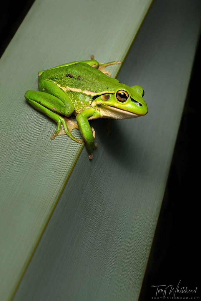 Photo of Southern Bell frog (Litoria raniformis) showing developing warts on the back 