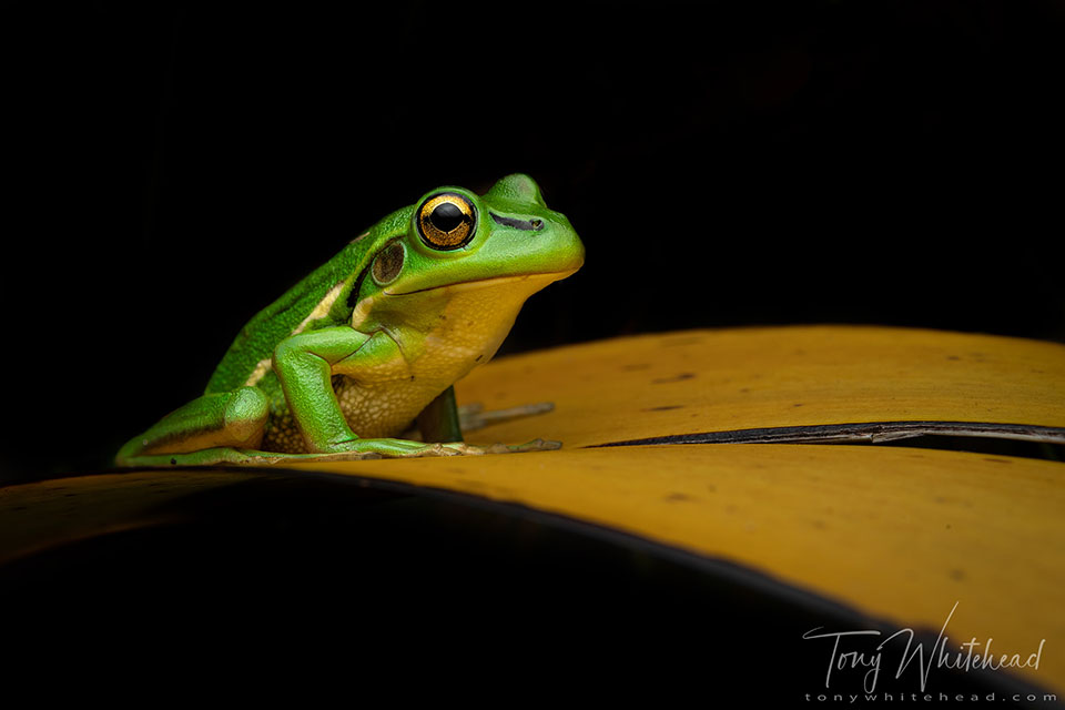 Another side of Okareka – Night Macro.