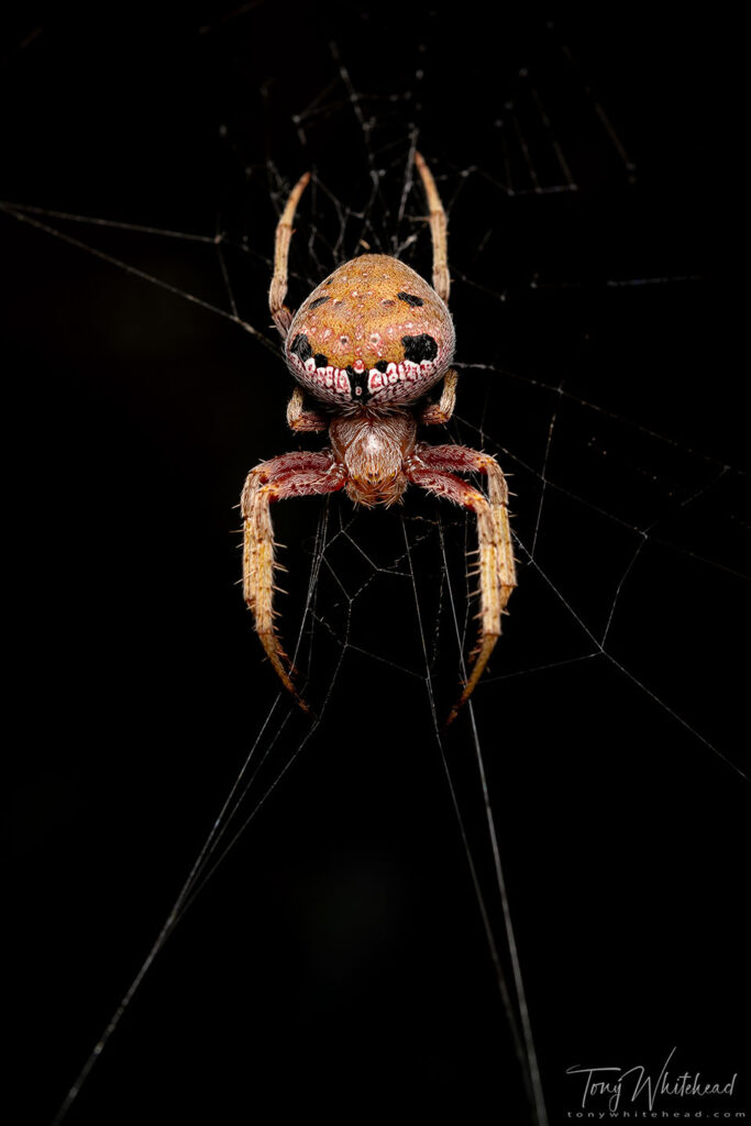 Photo of Orb web spider (Zealanarea crassa)