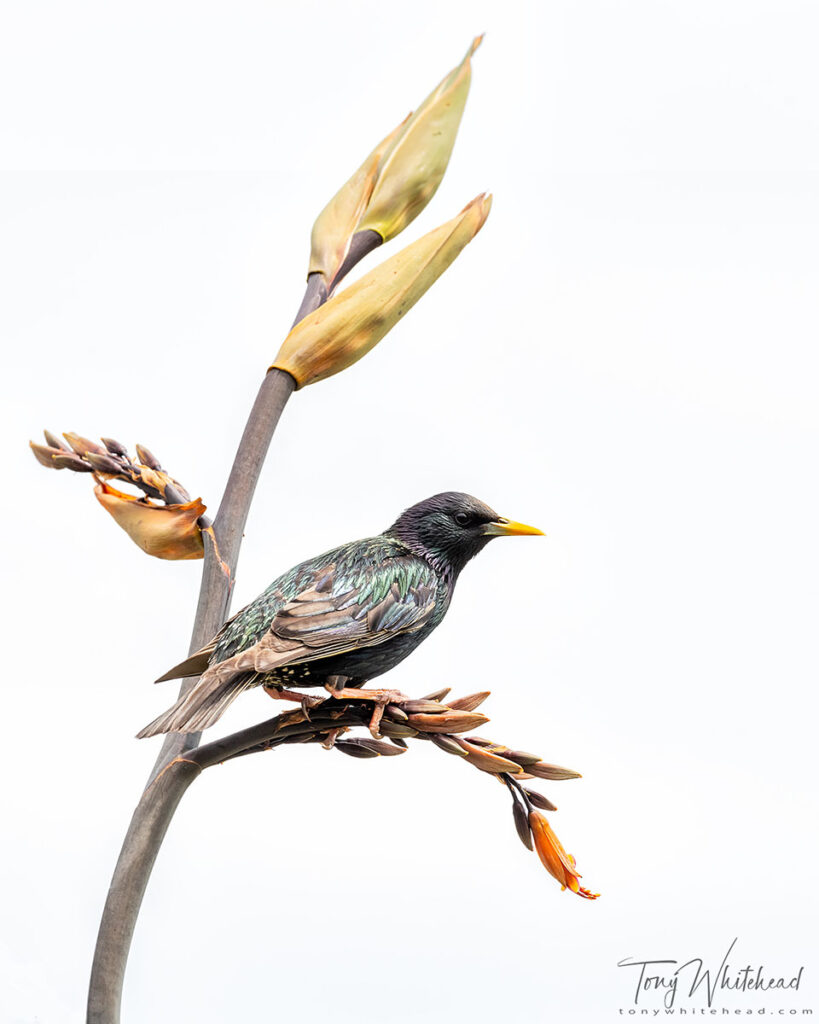 Photo showing 2 shot vertical pano of Starling on Flax/harakeke