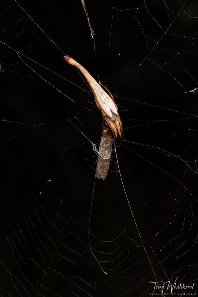 Photo of Tailed Forest Spider 