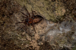 Rotorua Redwoods Macro Mission 2