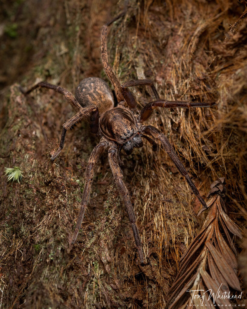 Photo of Large Brown Vagrant Spider