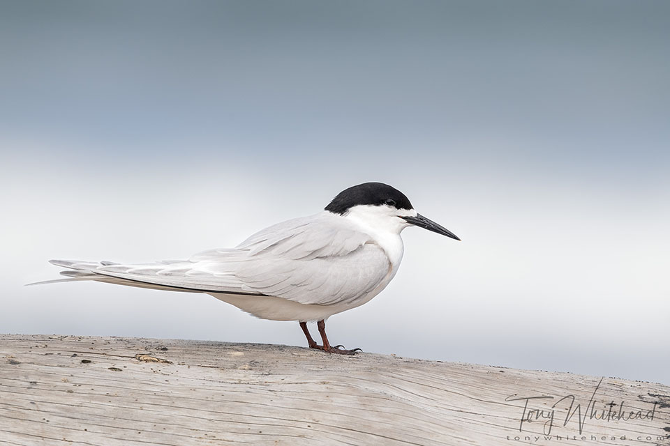 Auckland West Coast – Karioitahi Beach