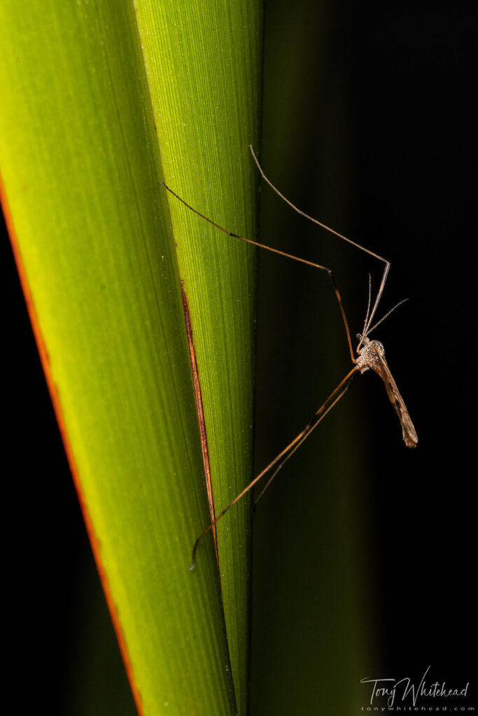 Photo of Cranefly on Harakeke/flax