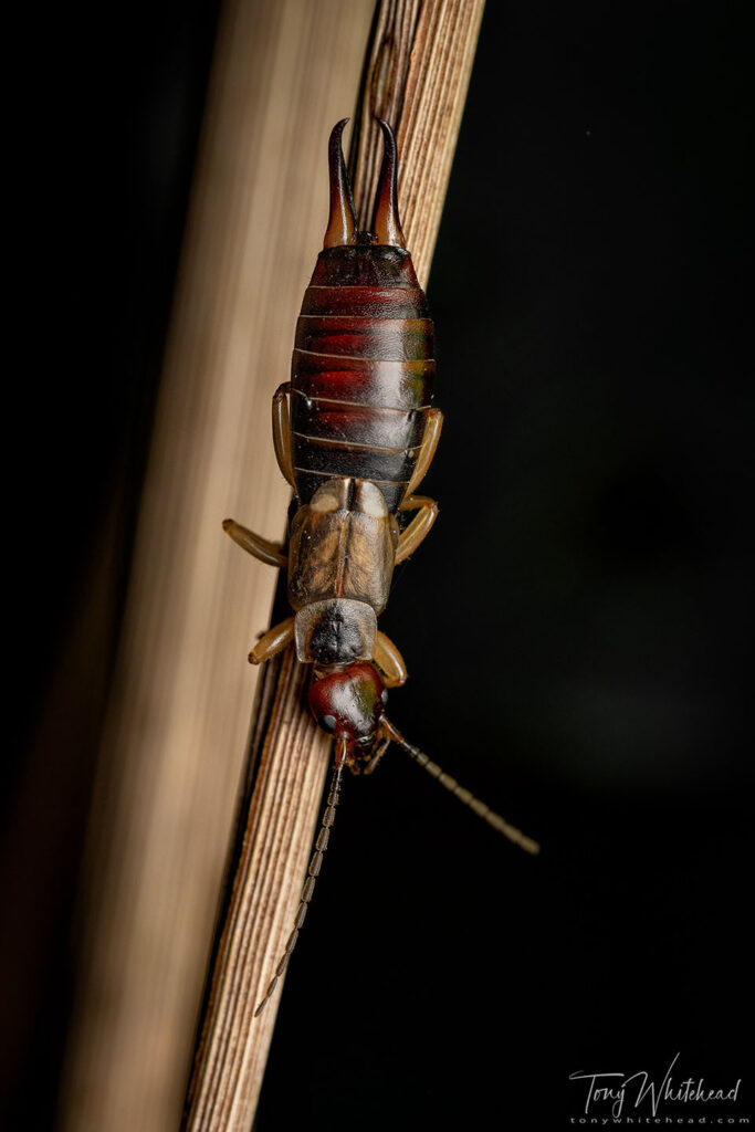 Photo of a European Earwig (Forficula auricularia)