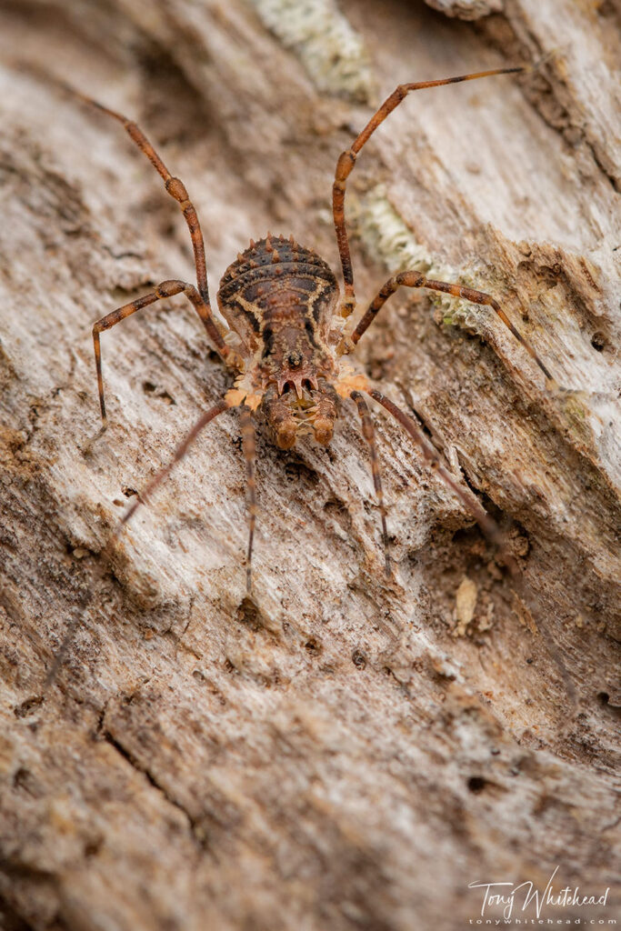 Photo of a Short-legged Harvestman