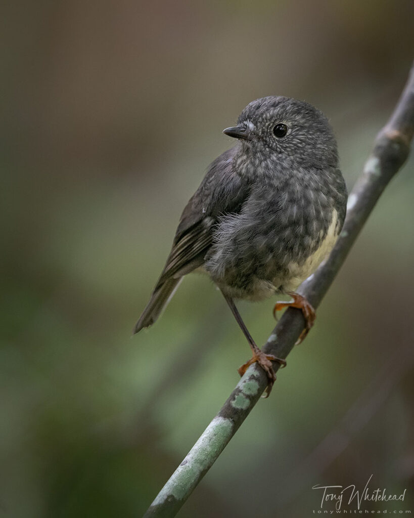 Photo of a North Island Robin photographed in ambient forest light. ISO 1600 1/160s f4