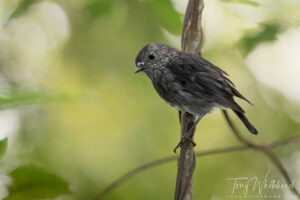 North Island Robins – to flash or not to flash