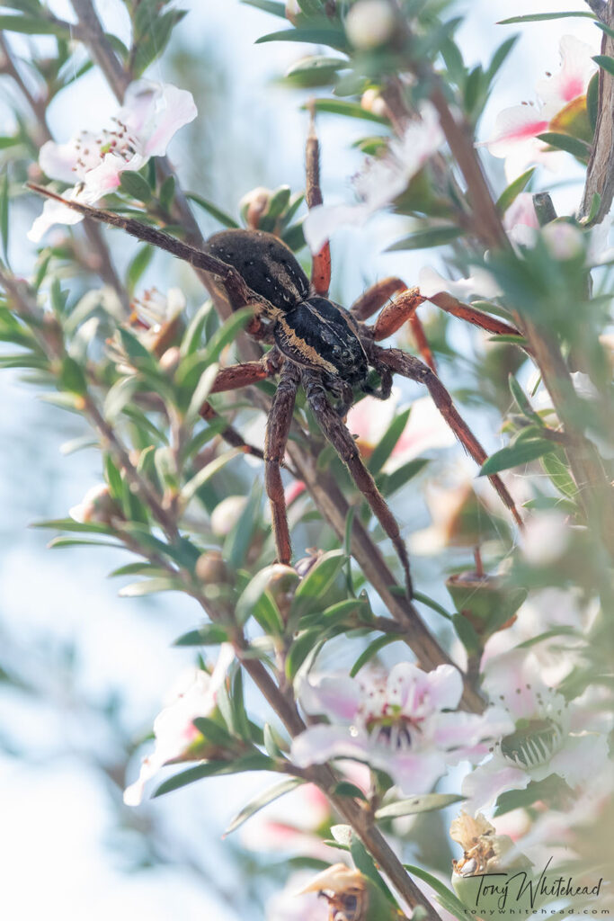 Photo of Nursery-web Spider (Dolomedes minor) on Mānuka
