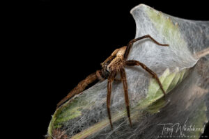 Okareka Nurseryweb Spiders