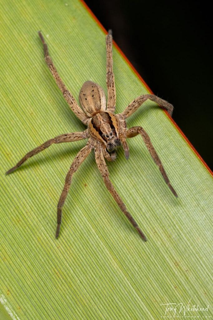 Photo of a young Nurseryweb Spider with a missing leg.