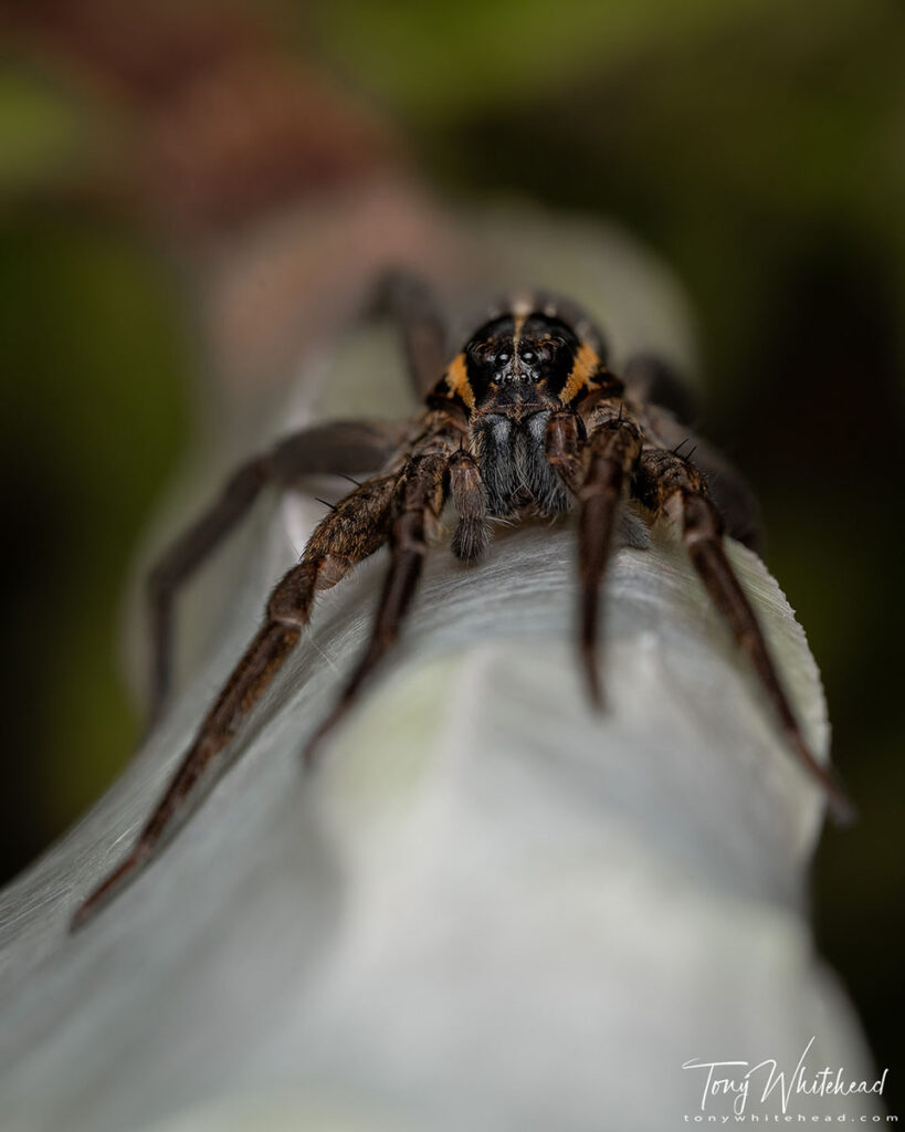 Photo of a beautiful dark coloured Nurseryweb Spider guarding her nursery web