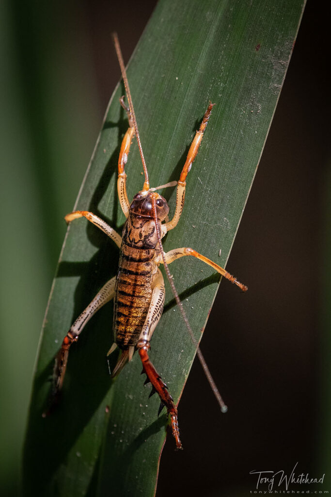 Photo of a Tree Wētā