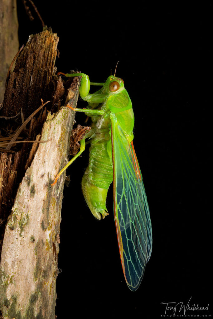 Photo of a freshly emerged April Green Cicada