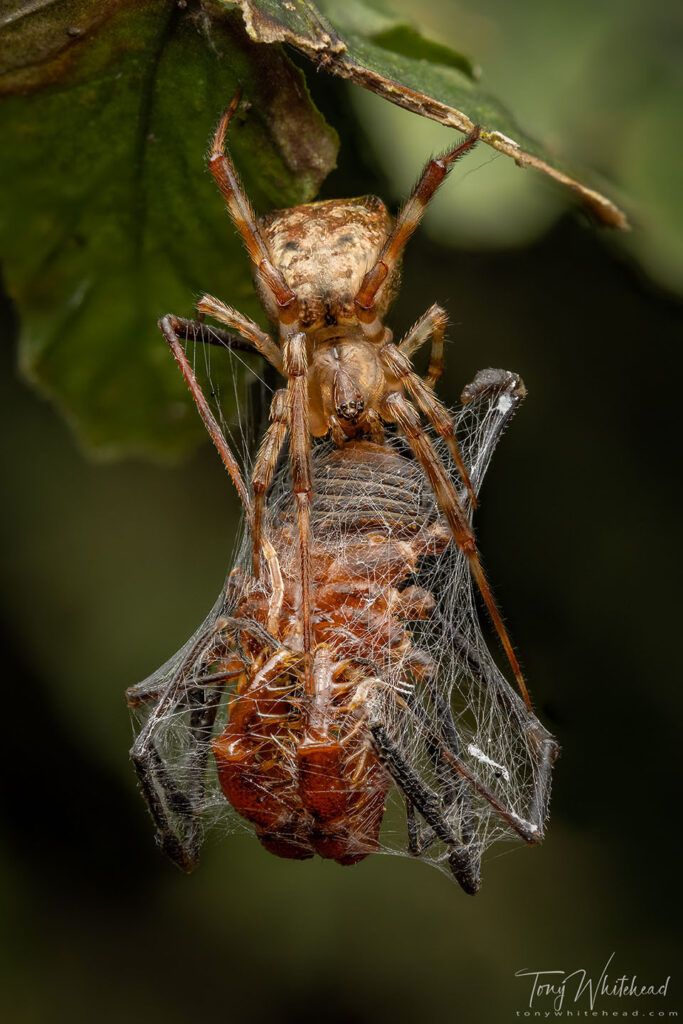Photo showing Episinus spider with Harvestman prey after having retreated up under a leaf