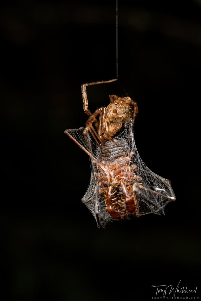 Photo of female Episinus spider with captured Harvestman