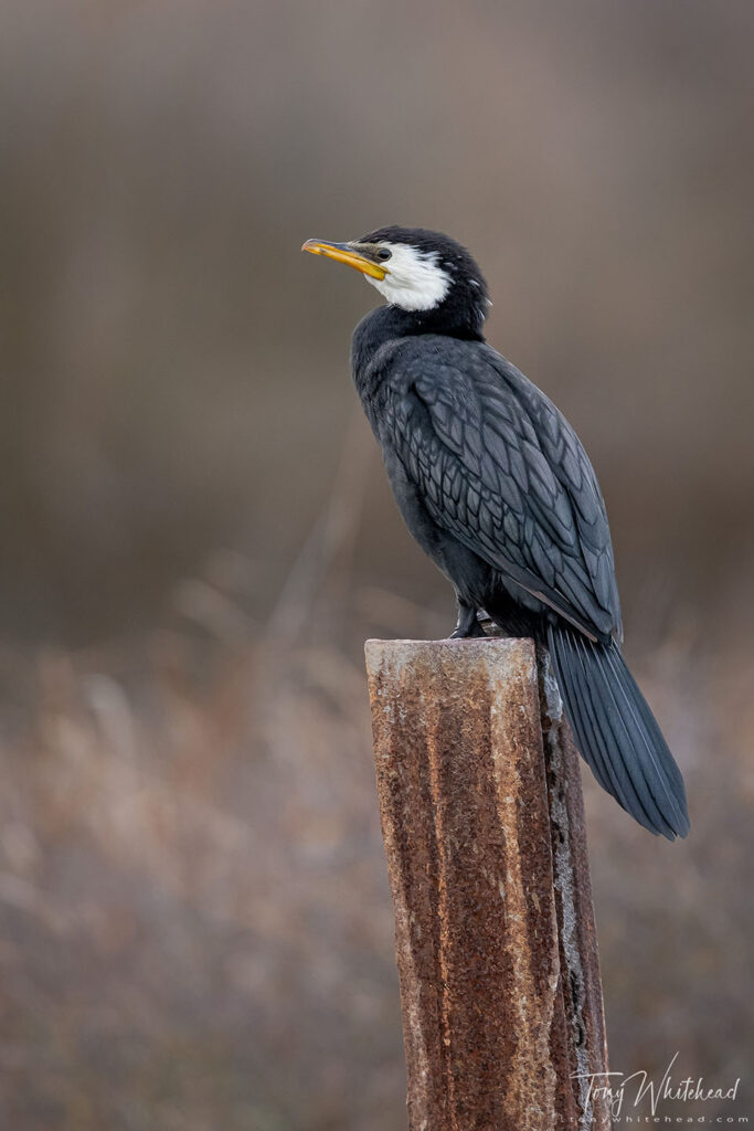 Photo of Little Pied Shag