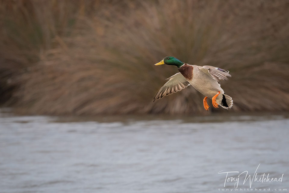 Photo of a male mallard duck coming in to land