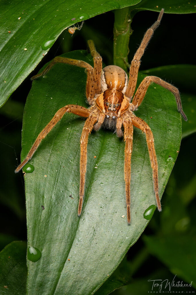Photo of a female Nurseryweb Spider (Dolomedes minor)