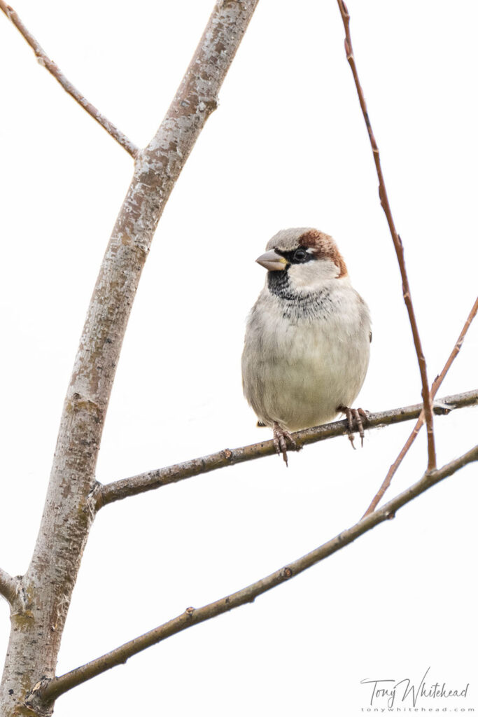 Photo of a Male House Sparrow