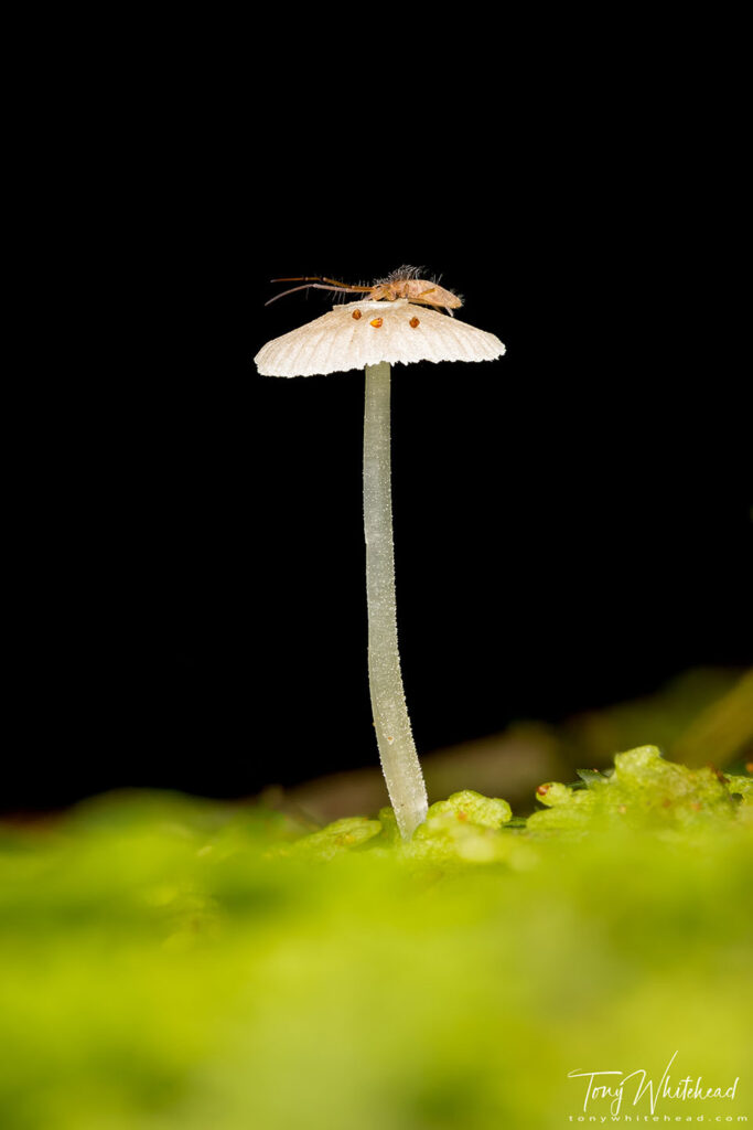 Photo of a Springtail on a fungus