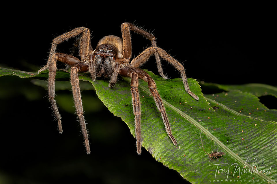 Photo of a female Vagrant Spider (Uliodon spp) and Springtail
