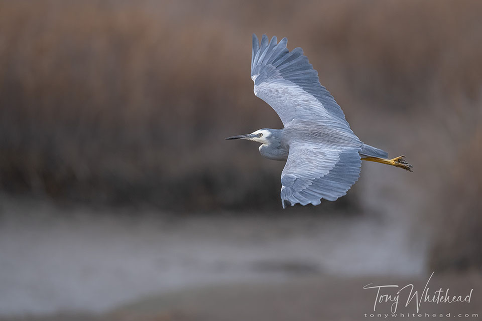 Photo of a White-faced Heron in flight