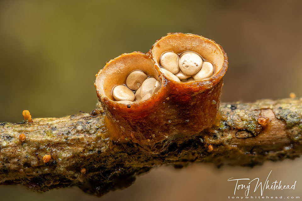 Bird’s Nest Fungus