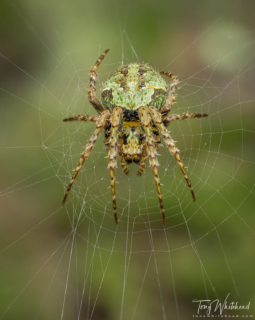 Photo of a Cryptaranea spider on its web