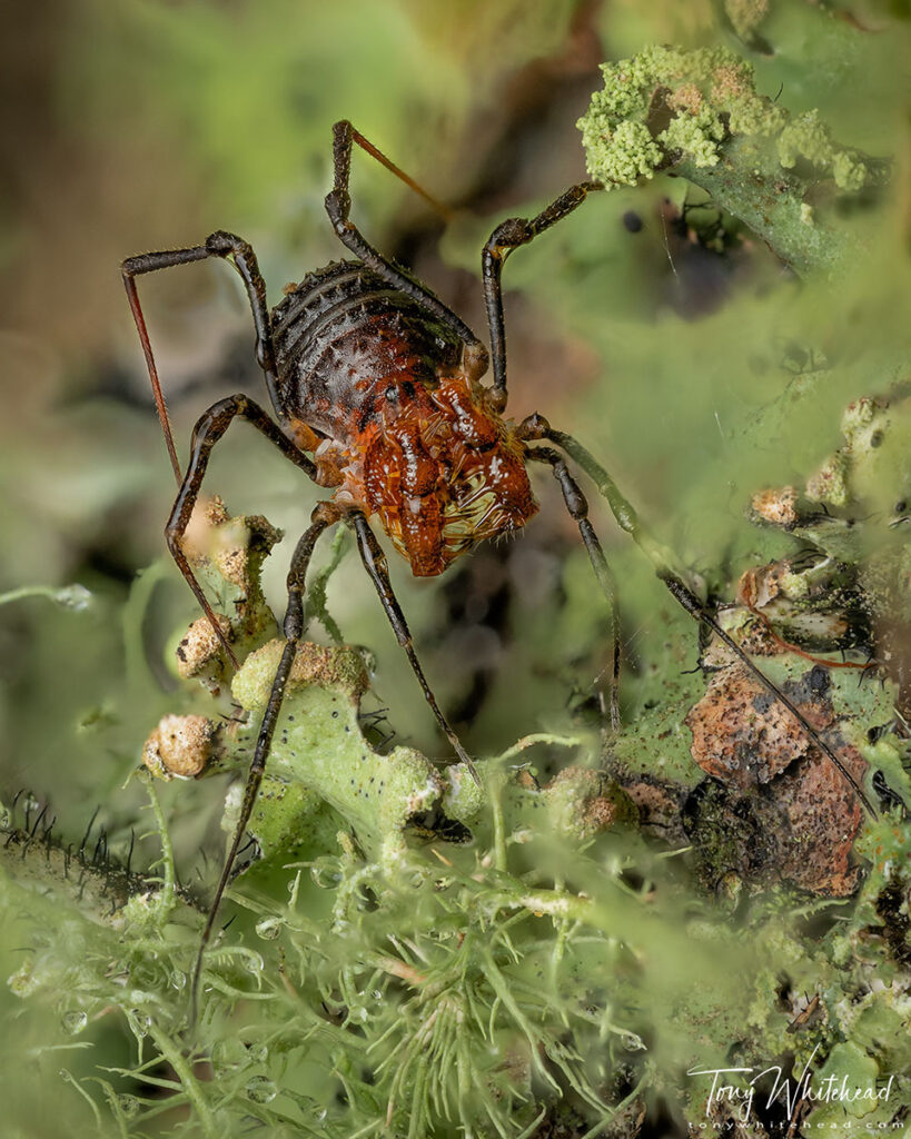 Stacked image of a Harvestman on a lichen covered tree trunk