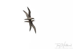 Campbell Island – Beeman Hill Light-mantled Albatross