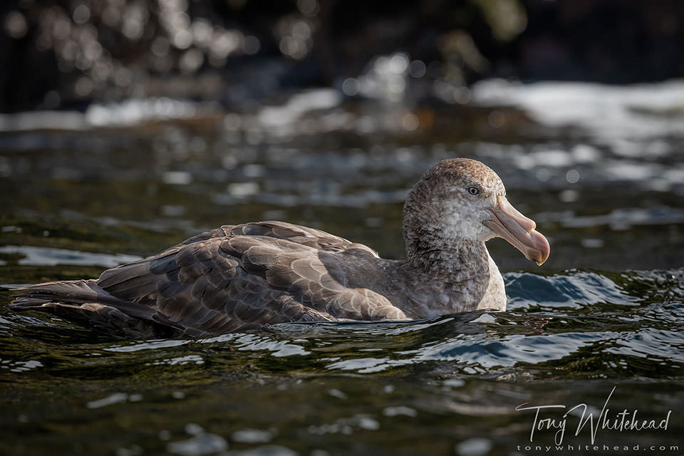 Northern Giant Petrel