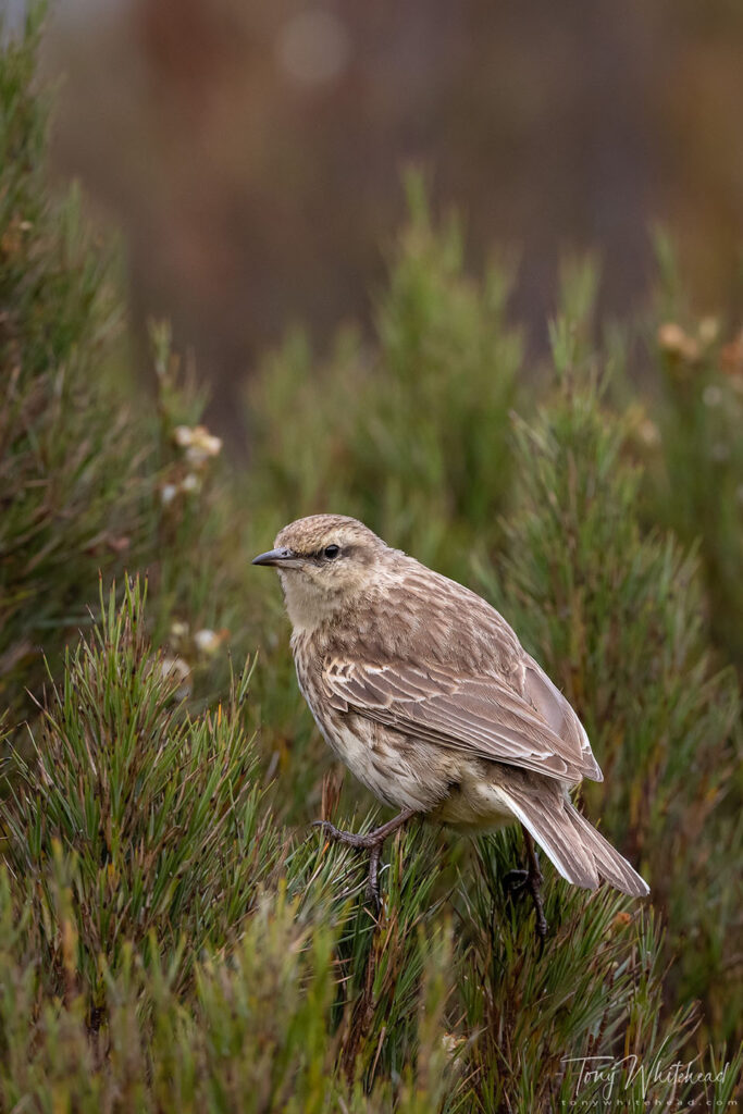 Photo of a New Zealand Pipit in a nice pose on Dracophyllum, Campbell Island