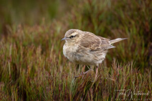 Campbell Island Pipits