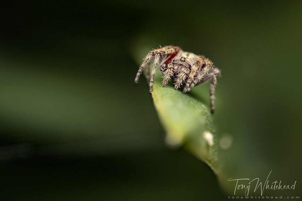 Backyard Macro Safari