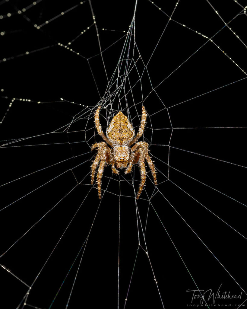 Photo of a Garden Orbweb Spider 